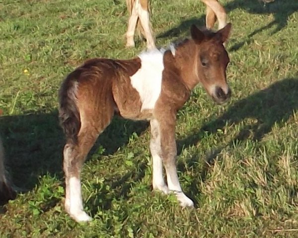 Zuchtstute Isarons Fioletta Kronprinzessin (Shetland Pony, 2017, von Kronprinz van den Niederlanden)