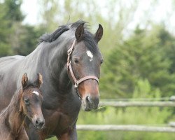 broodmare Dornröschen (Württemberger, 1996, from Dornenkönig)