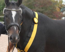 broodmare Smarty (Württemberger, 2005, from Sir Donnerhall I)