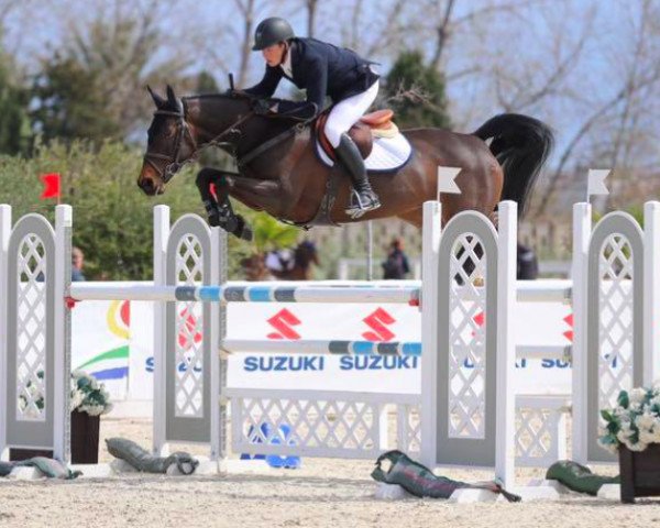 jumper Galwaybay Jessie (Irish Sport Horse, 2009, from Luidam)