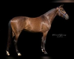 dressage horse Forrest Gump FH (Oldenburg, 2013, from Feedback 16)