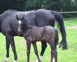 Springpferd Magic Man F (KWPN (Niederländisches Warmblut), 2017, von Kannan)