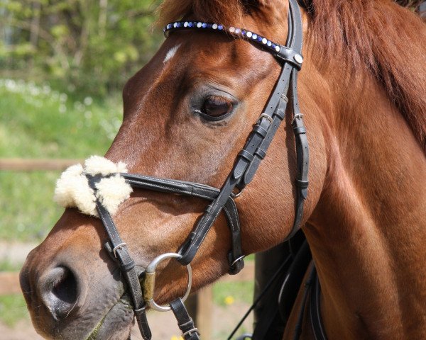 dressage horse Jonny (German Riding Pony, 2007, from Black Ombre)