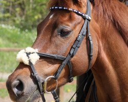 dressage horse Jonny (German Riding Pony, 2007, from Black Ombre)