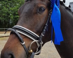 dressage horse Weltenbummler 68 (Deutsches Reitpony, 2013, from Wilky May)