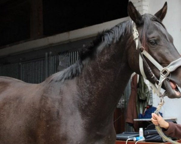 dressage horse Buster Keaton (Trakehner, 2010, from Impetus)