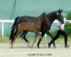 broodmare Bazooka (Trakehner, 1998, from Michelangelo)