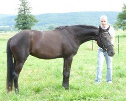 broodmare Kylie Minogue (Trakehner, 2007, from Elfengeist)