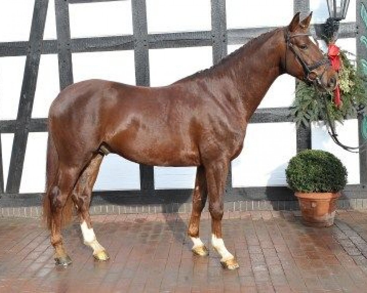 horse Haydn GO (Trakehner, 2006, from Blitz und Donner)