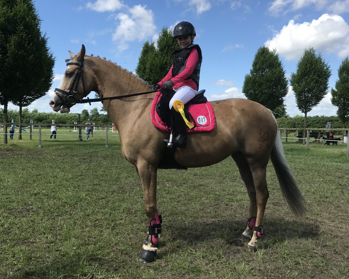 dressage horse Piccadilly Sunshine (German Riding Pony, 2011, from Monroyal)