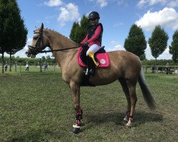 dressage horse Piccadilly Sunshine (German Riding Pony, 2011, from Monroyal)