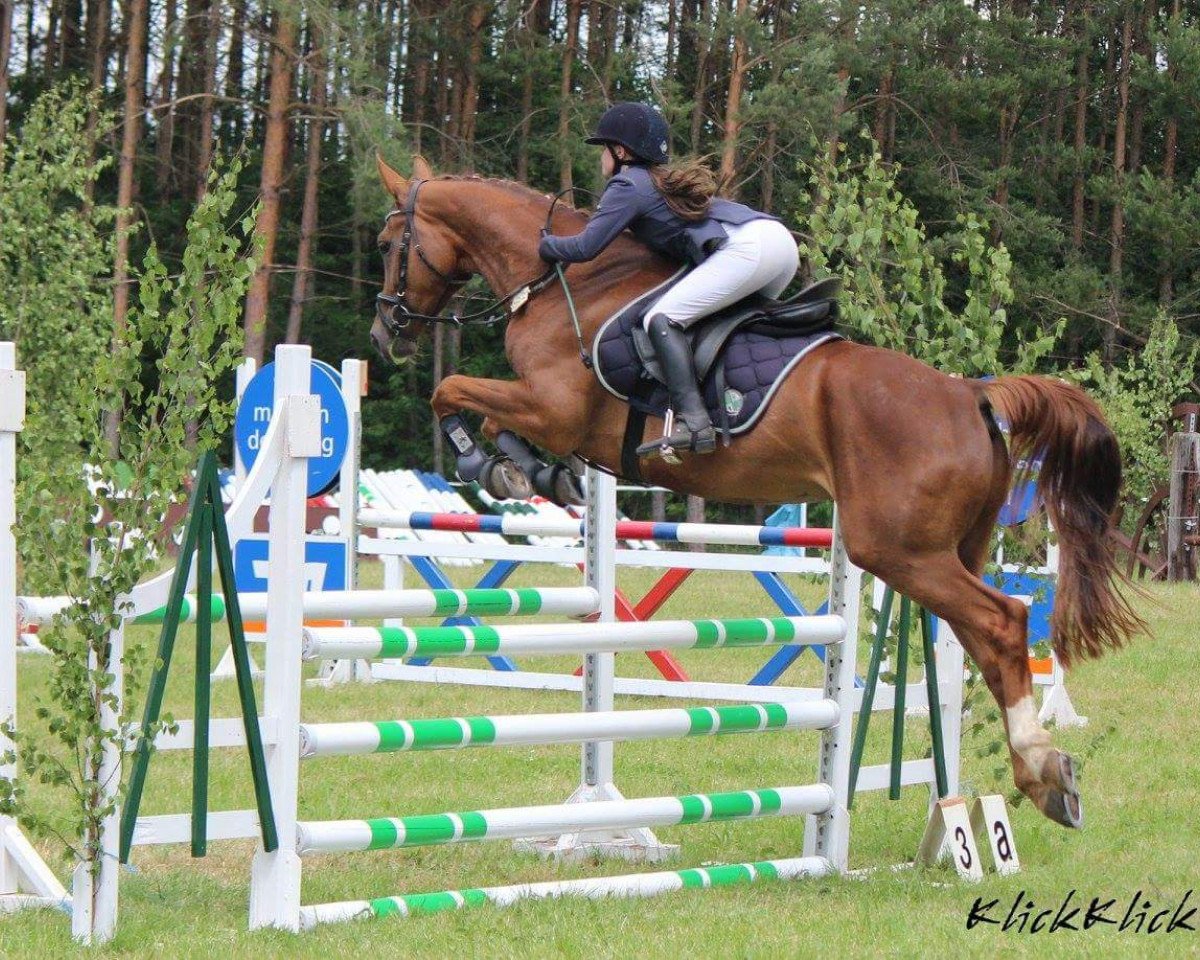 Springpferd Quickly 28 (Deutsches Sportpferd, 2012, von Quintus Gold)