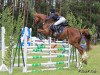 jumper Quickly 28 (German Sport Horse, 2012, from Quintus Gold)