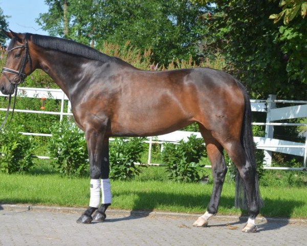 broodmare Stute von Belissimo (Hanoverian, 2011, from Belissimo NRW)