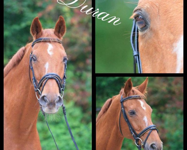 horse Duran (Westphalian, 1994, from Damenstolz)