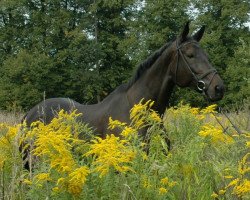 Zuchtstute Theben (Trakehner, 1999, von Schampus)