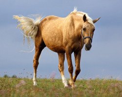 broodmare Comtessa's Rosenstolz (German Sport Horse, 2004, from Rosenprinz)