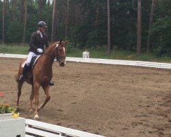 jumper Lindemann 2 (German Sport Horse, 2008, from Lone Star)