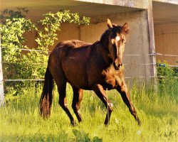 Zuchtstute Little Black Pearl (Appaloosa, 2015, von Peps Little Step)