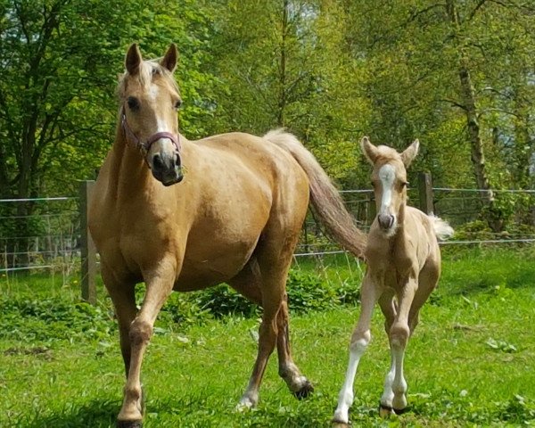 broodmare Sandro´s Girl (Bonita) (German Riding Pony, 2003, from Sandro)