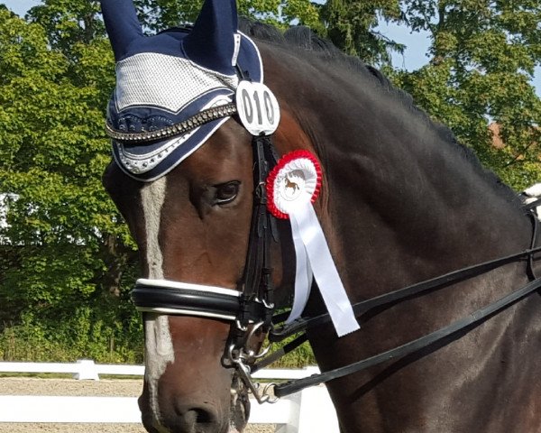 dressage horse Amigo 1736 (KWPN (Royal Dutch Sporthorse), 2005, from Ferro)