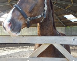 dressage horse Don Sazoue (Westphalian, 2013, from Don Frederic 3)