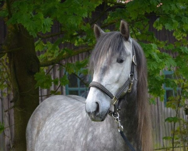 horse Escalibur GB (Pura Raza Espanola (PRE),  )