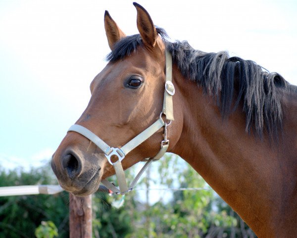 broodmare Day Dream (Holsteiner, 2011, from Sandro Boy)