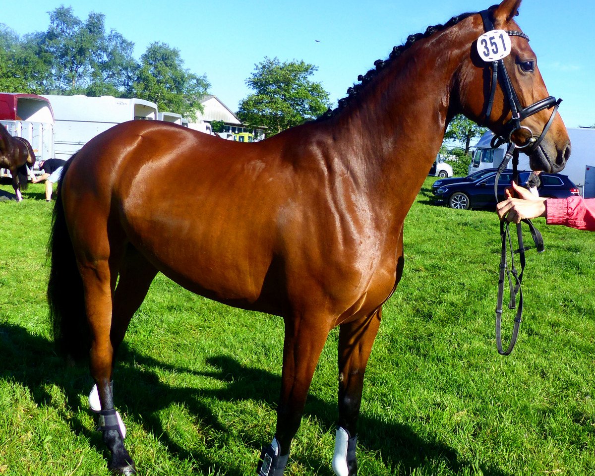 broodmare Fair Lady 387 (Holsteiner, 2013, from Cormint)