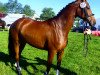 broodmare Fair Lady 387 (Holsteiner, 2013, from Cormint)