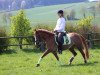 dressage horse Princess (German Riding Pony, 2006, from Pernod)