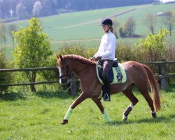 dressage horse Princess (German Riding Pony, 2006, from Pernod)