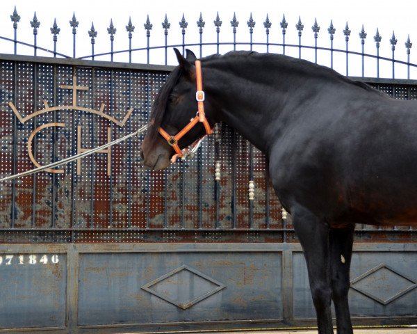 stallion ENTENDIDO LXII (Pura Raza Espanola (PRE), 2009)