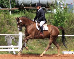 eventing horse Timeless 17 (Oldenburg, 2013, from Totilas)