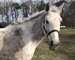 broodmare Stakita (Hanoverian, 2008, from Stenograph)