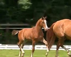 dressage horse T-Rex (Hanoverian, 2017, from Totilas)