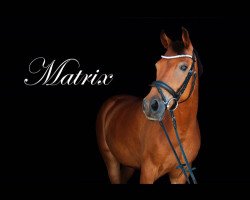 Springpferd Matrix 39 (Polnisches Warmblut, 2005, von Candy Man)