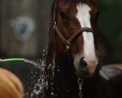 horse Deichgraf's Detlev (Alt-Oldenburger / Ostfriesen, 1999, from Deichgraf)