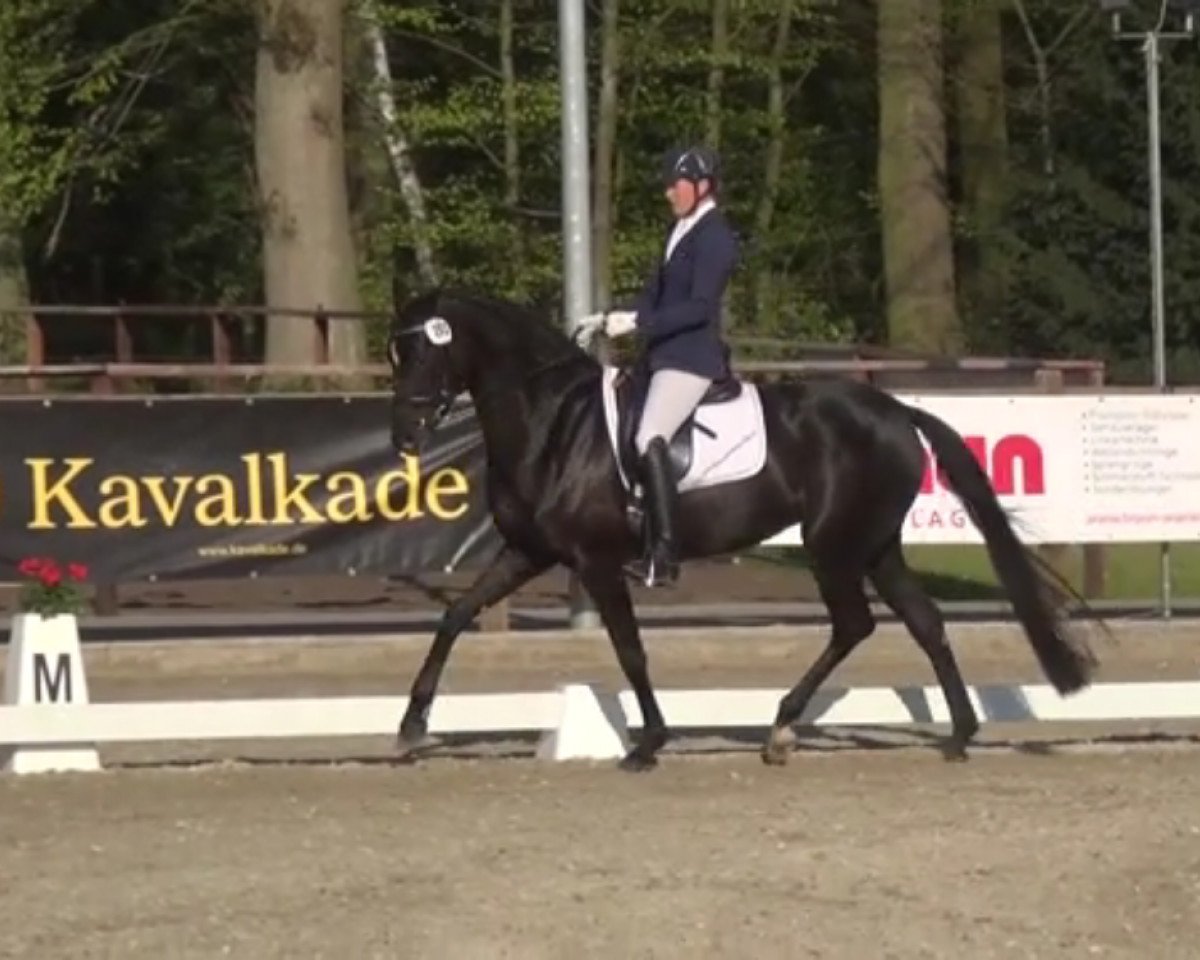 dressage horse Felicitas H (Oldenburg, 2011, from Fürstenball)