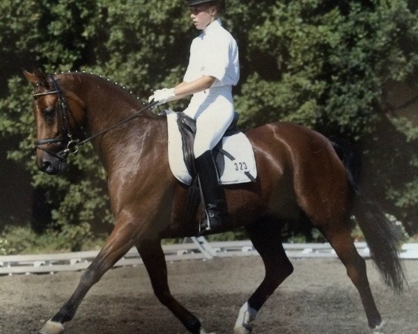 horse Little Lady 100 (Hanoverian, 1991, from Lion)