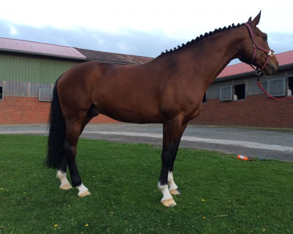 dressage horse Raspberry 7 (Hanoverian, 2008, from Rascalino)