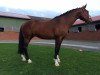 dressage horse Raspberry 7 (Hanoverian, 2008, from Rascalino)