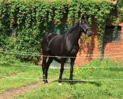 broodmare Little Wynia (Hanoverian, 2013, from Likoto xx)