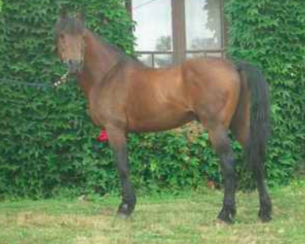 stallion River des Landes (Connemara Pony, 1983, from Kilimandjaro RC)