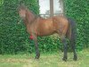 stallion River des Landes (Connemara Pony, 1983, from Kilimandjaro RC)