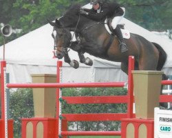 jumper Bombay B (Belgian Warmblood, 2001, from Jokinal de Bornival)