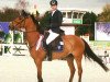 jumper Verdiamo Z (Belgian Warmblood, 2012, from Verdi)