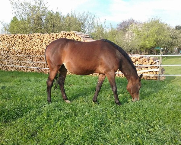 broodmare Courage (Trakehner, 2005, from Summertime)