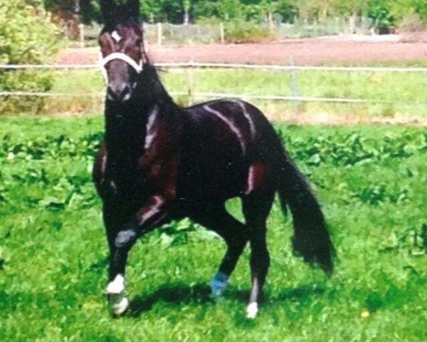 broodmare Faye (Oldenburg, 2012, from Christ)