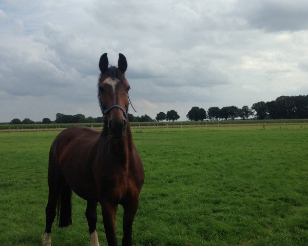 broodmare Whitney (Oldenburg, 1999, from Promotion)